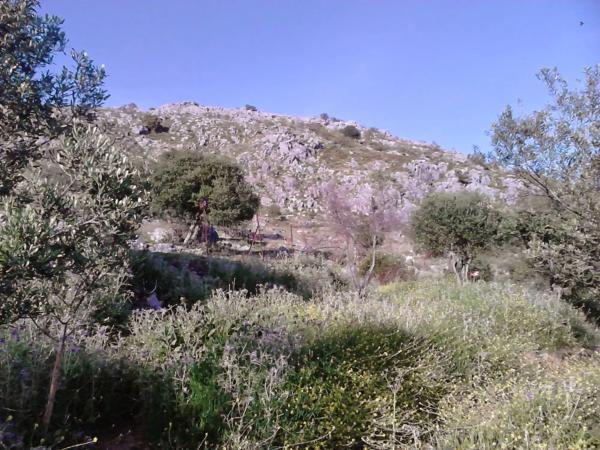 Terreno en Poligono 1. Parcela 8 s/n