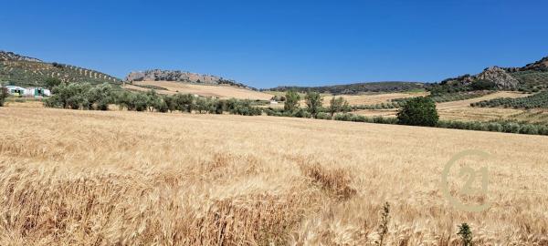 Terreno en ronda Campillos