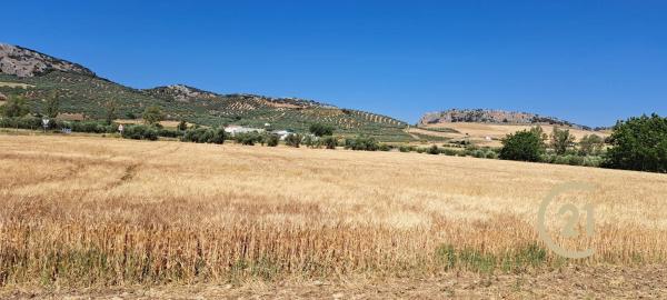Terreno en ronda Campillos