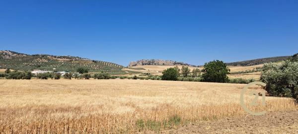 Terreno en ronda Campillos