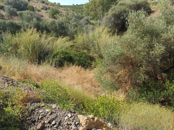 Terreno en Almáchar