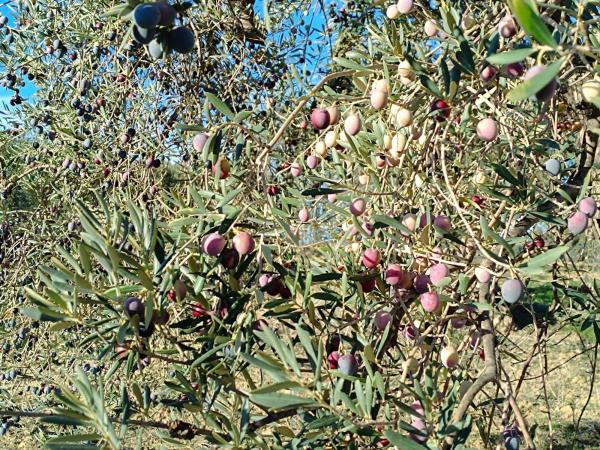 Terreno en Terreno Sup.I.6 Cantarranasiii, 443