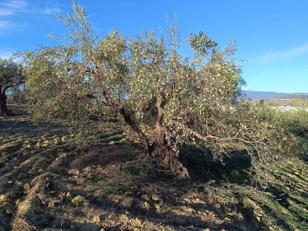 Terreno en Terreno Sup.I.6 Cantarranasiii, 443