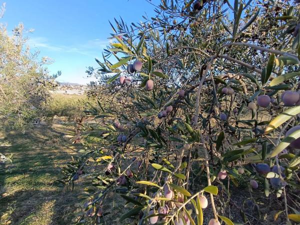 Terreno en Terreno Sup.I.6 Cantarranasiii, 443