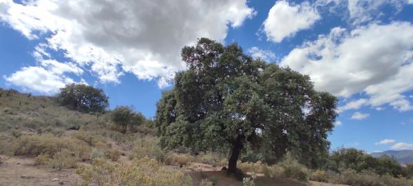 Terreno en carretera Coín-Tolox s/n
