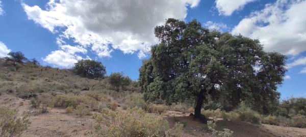 Terreno en carretera Coín-Tolox s/n