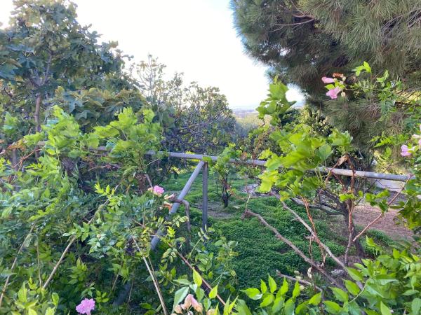 Terreno en calle Castillo Bajo, 4 c