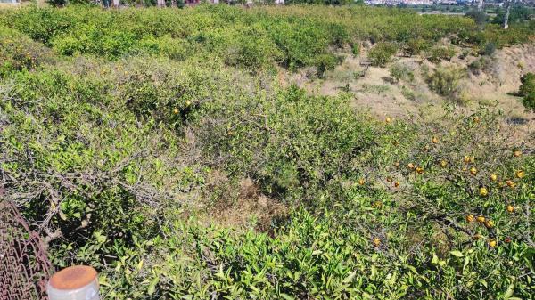 Terreno en Barriada Doña Ana s/n