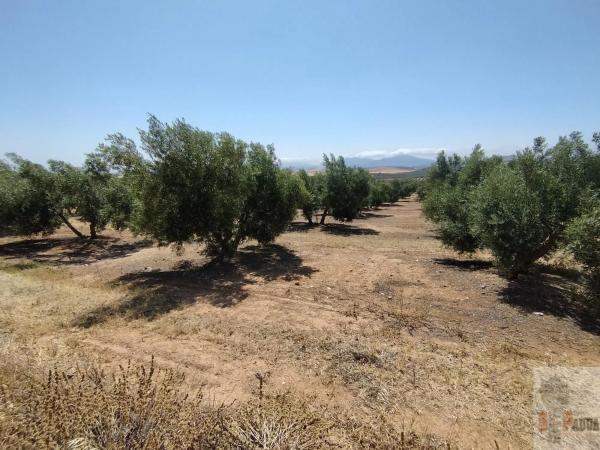 Terreno en Campillos