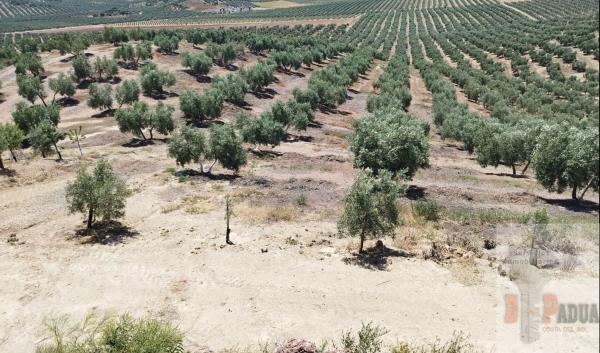 Terreno en Campillos