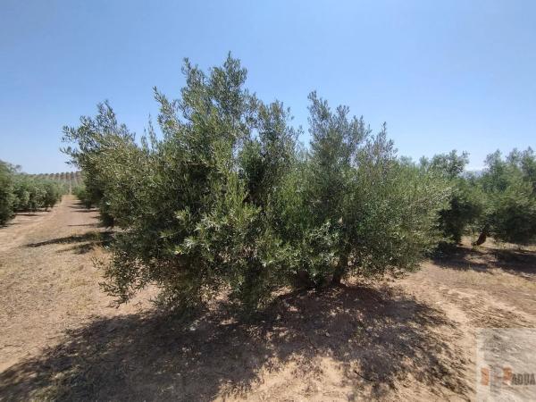 Terreno en Campillos