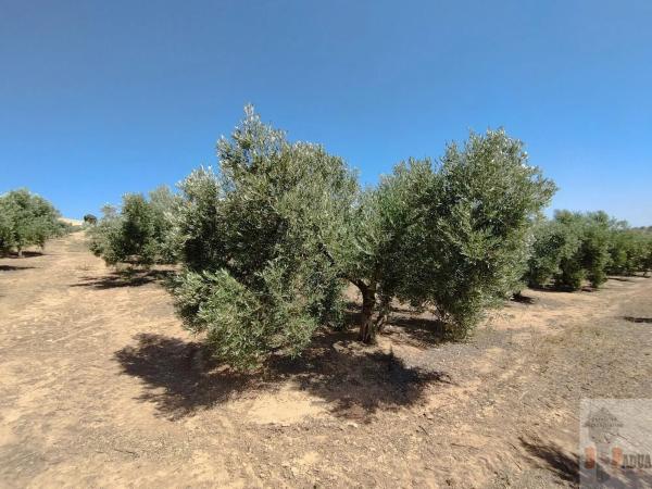 Terreno en Campillos