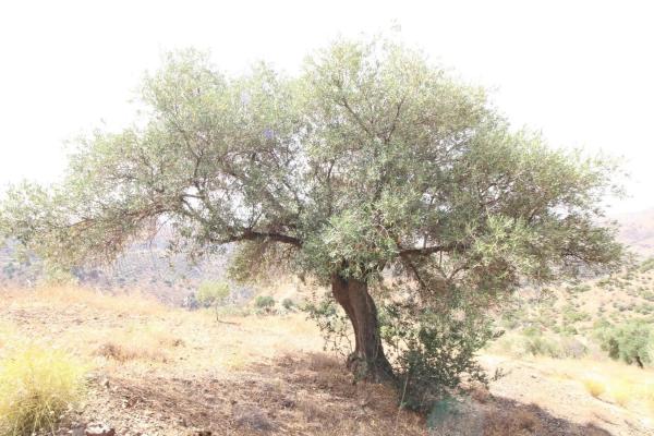 Terreno en Diseminado Diseminados, 602