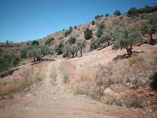 Terreno en camino Moclinejo s/n LoNarcisos