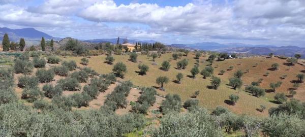 Terreno en calle San Román