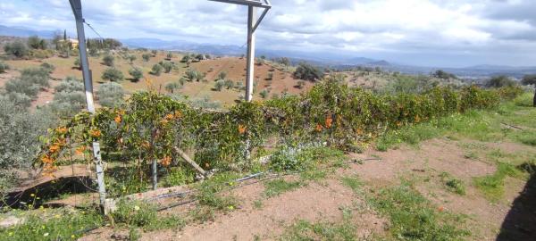 Terreno en calle San Román