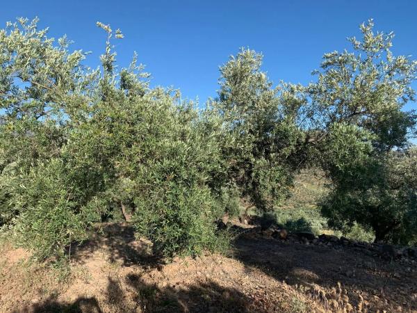 Terreno en Arroyo de pipi s/n