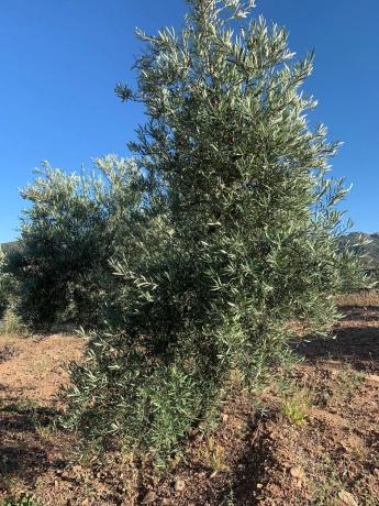 Terreno en Arroyo de pipi s/n