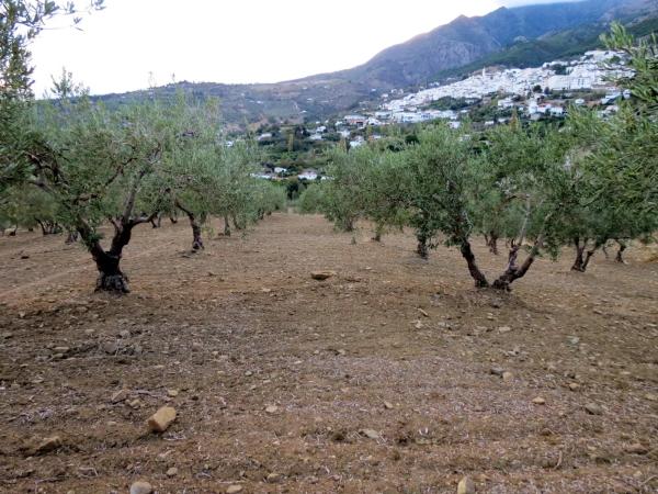 Terreno en camino De Casarabonela a Alora