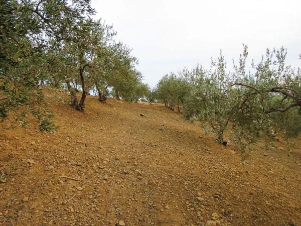 Terreno en camino De Casarabonela a Alora