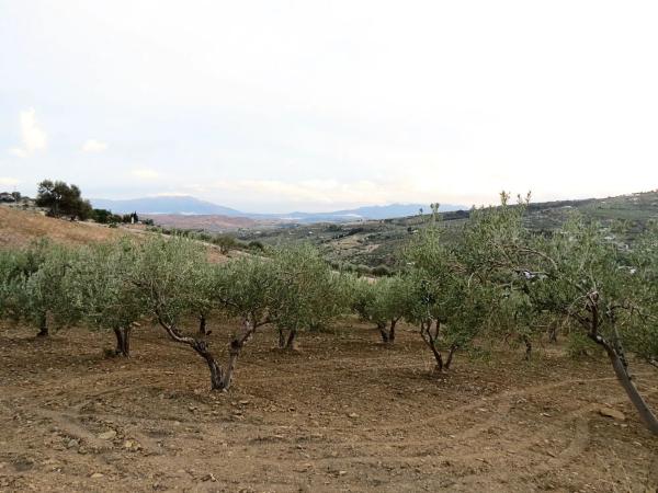 Terreno en camino De Casarabonela a Alora