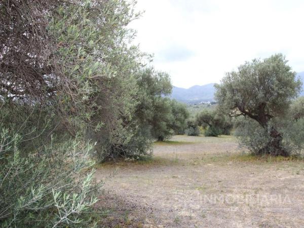 Terreno en Ardelejos - Cuesta de la Palma - Buenavista