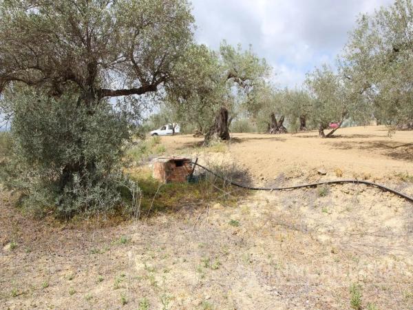 Terreno en Ardelejos - Cuesta de la Palma - Buenavista