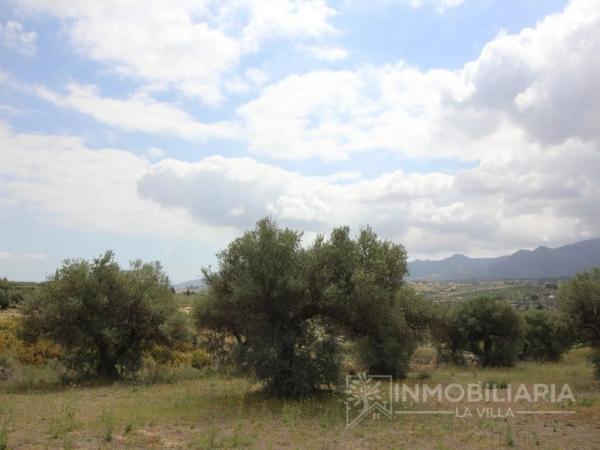 Terreno en Ardelejos - Cuesta de la Palma - Buenavista