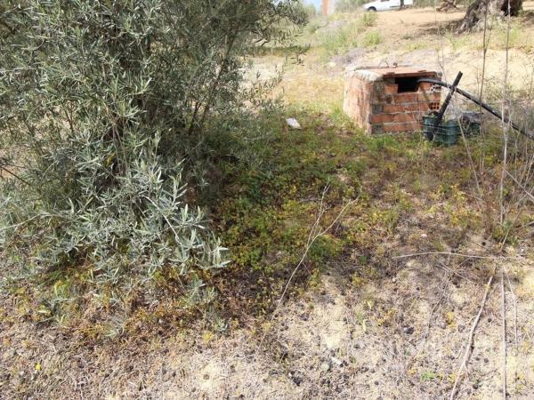 Terreno en Ardelejos - Cuesta de la Palma - Buenavista