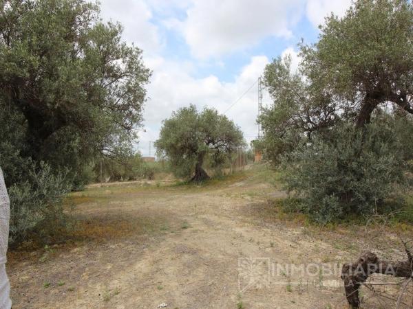 Terreno en Ardelejos - Cuesta de la Palma - Buenavista