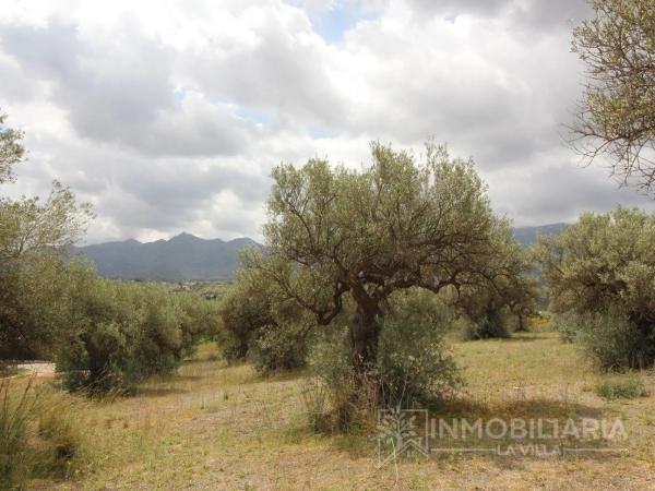 Terreno en Ardelejos - Cuesta de la Palma - Buenavista