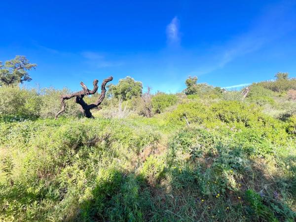 Terreno en Diseminado Rio de Ojen