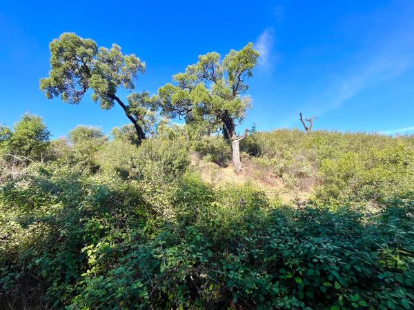 Terreno en Diseminado Rio de Ojen
