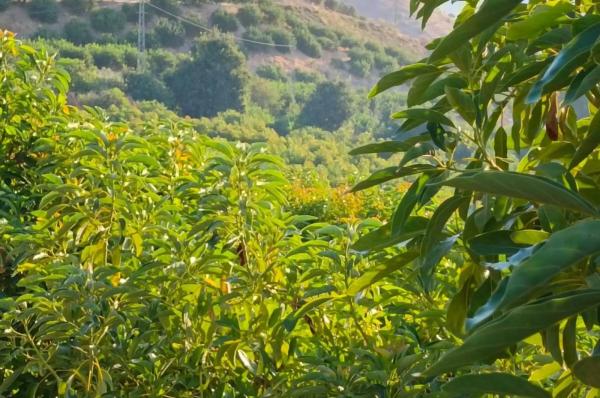 Terreno en Diseminado Poligono 17