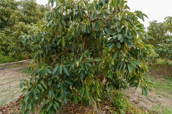 Terreno en Norte - Barrio del Pilar - El Reñidero