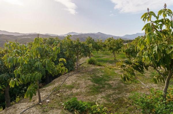 Terreno en Norte - Barrio del Pilar - El Reñidero