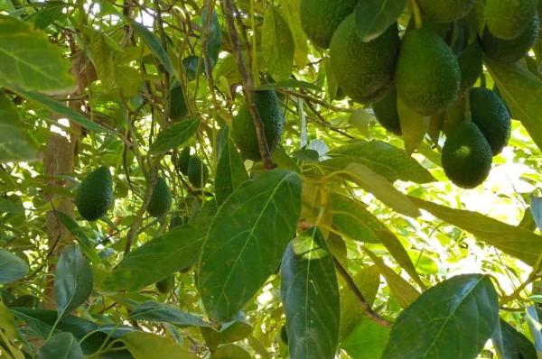 Terreno en Diseminado Poligono 17