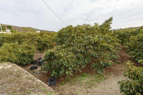 Terreno en Norte - Barrio del Pilar - El Reñidero