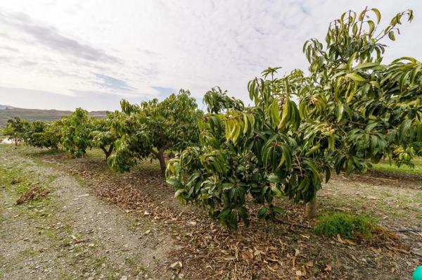 Terreno en Norte - Barrio del Pilar - El Reñidero