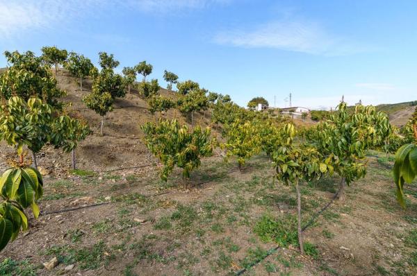 Terreno en Norte - Barrio del Pilar - El Reñidero