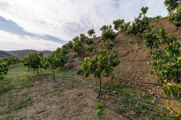Terreno en Norte - Barrio del Pilar - El Reñidero