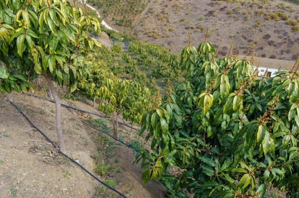 Terreno en Norte - Barrio del Pilar - El Reñidero