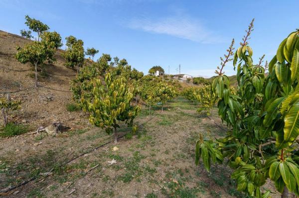 Terreno en Norte - Barrio del Pilar - El Reñidero