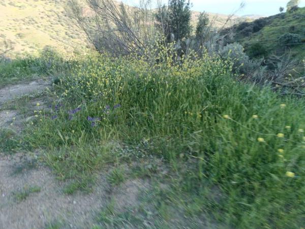 Terreno en Moclinejo