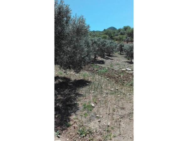 Terreno en Casarabonela