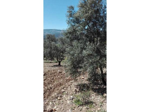 Terreno en Casarabonela