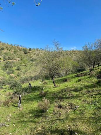 Terreno en carretera de Cerro Gordo, 156