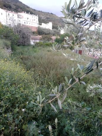 Terreno en paraje las Españuelas s/n