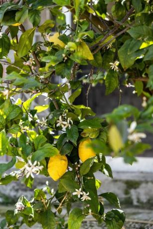 Terreno en Pinos de Alhaurín