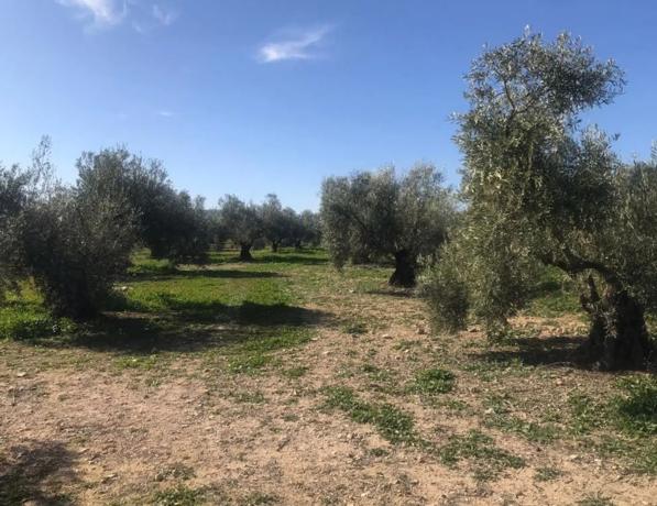 Terreno en Paraje de la Doctora s/n